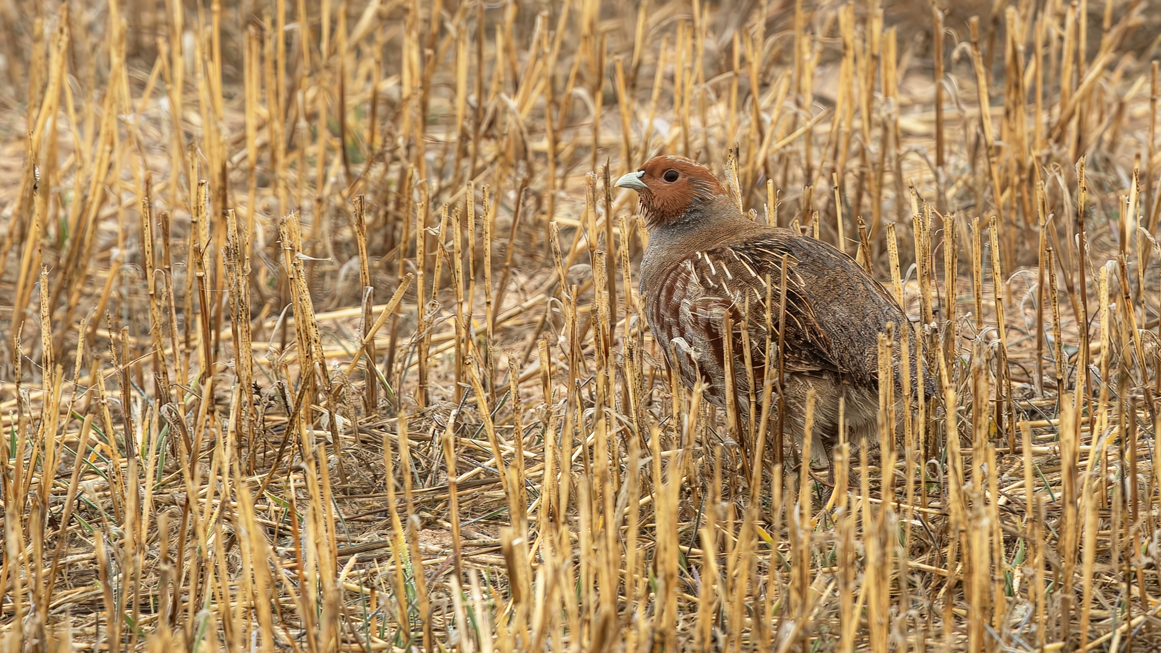 Gray Partridge